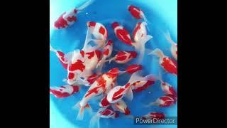 KOI IMPORT SUPER JUMBO-DEALER FROM IMPORT JAPAN NATSUKOI CENTER JAKARTA-WA ONLY 0895326061666