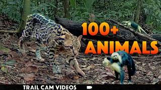 Wildlife Trail Camera Video: 101 Days & Nights in a Jungle!