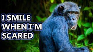 Chimpanzee facts: definitely not monkeys! | Animal Fact Files