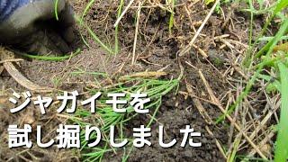 2024/6/22　土の理想的な硬さ　キタアカリの試し掘りをしたら意外な結果に　自然菜園の様子