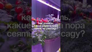 Когда сеять семена на рассаду #дачасадогород #зимнийогород #огороднаокне #огород #дача #томаты