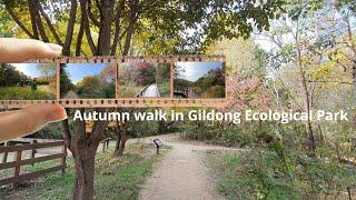 길동생태공원의 가을 산책 | Autumn walk in Gildong Ecological Park | Autumn of Seoul Korea | Fall in Korea