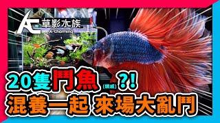 離開水也可以呼吸的魚！｜AC草影水族