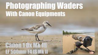 Photographing Waders With Canon 1 DX MK III