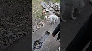 Stray dogs in evening | Autumn | Mountain Village | Nature Buddies #viralvideo #ytshorts #shortsfeed