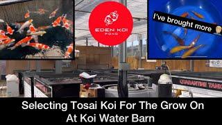 I brought more koi ‍️‍️ Selecting Tosai for the grow on, Taking a look around the dealer.