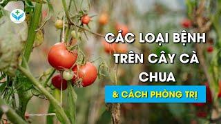 Các loại bệnh trên cây cà chua & Cách phòng - trị┃Diseases on tomato plants┃Nông Sản ND