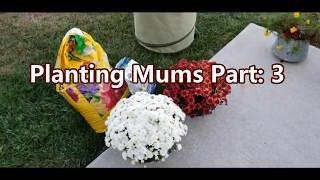 Planting Mums Part 3