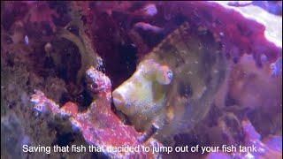 How To Save A Fish That Jumped Out Of Water - Fish CPR for "dead fish" - Simple Saltwater Aquarium