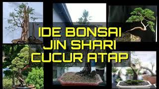 Ide Bonsai Jin Shari Cucur Atap