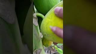 Unique fruits in the world. #Imagination #garden #fruit #plant #reels #entertainment #news