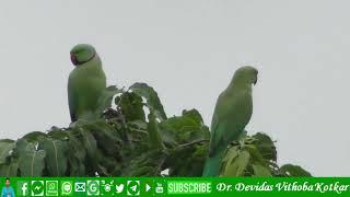 Rose-ringed Parakeet (Psittacula krameri) Family of Parakeets, Psittaculidae | Birds Of Goa, India