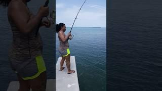 Shark on !! Down in the keys #fish #swflfishing #fishingvideo #sharkfishing