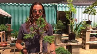 California Bonsai Studio - a quick look at a few available trees