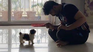 It's My First day | A day in my Life with Maa bujji shihtzu puppy| DIML | Vlog | Sushma Kiron