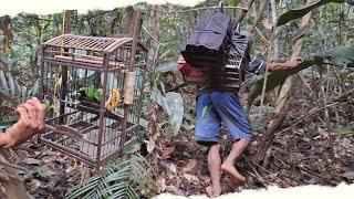 MIKAT CUCAK IJO HUTAN BUKIT BARISAN SUMATRA | BURUNG PIKAT FULL MERAYU SAMPAI SANGKAR TURUN