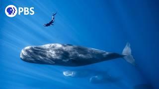 Befriending a Sperm Whale