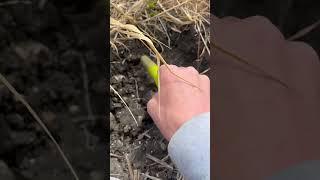 One good find 🪙#detectorist #metaldetecting #viral #short #history