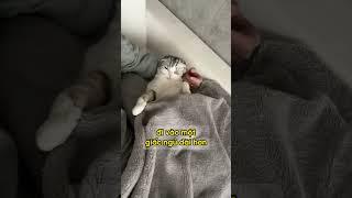Tại sao mèo thích ngủ cùng con người