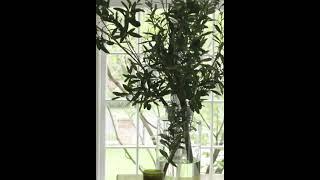 New Product Alert: Artificial Olive Branch Arrangement in Glass Vase - discount code in description!