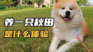 秋田犬铲屎官是什么体验【果酱布丁】