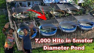 Intensive Hito Farming using Trapal / Galvanize Circular Pond Set Up