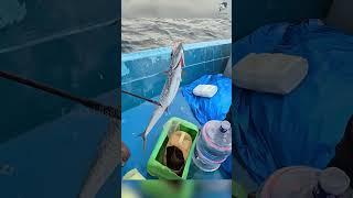 Catching King Fish Using Ribbon Fish as Bait #fishing #fishingvideo #fishingtime