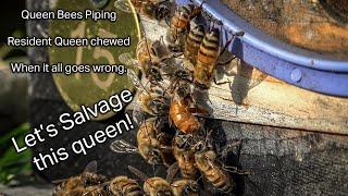 Honey Bee Queens Piping, Colony Swarming, Injured Queen, Lessons and Observations about honeybees.