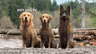 Golden Retrievers and German Shepherd Take a Mud Bath! The Muddiest Walk Ever!