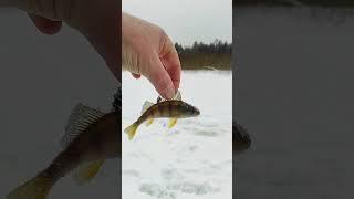 Рыболовные будни