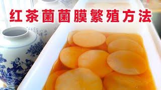 红茶菌康普茶菌膜的繁殖方法kombucha SCOBY reproduction method