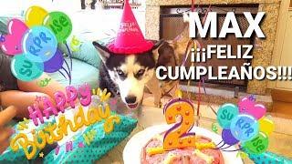 Max cumple 2 años. Felicidades, happy birthday.  || Max the Husky