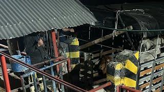 Descargué en el matadero de ganado 