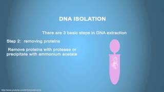DNA ISOLATION - Simple Animated Tutorial