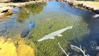 The Pond is Warming Up!