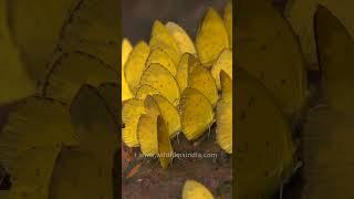Oriental Common Grass yellows