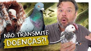 POMBOS TRAZEM DOENÇAS OU PODEM SER PET?! | RICHARD RASMUSSEN