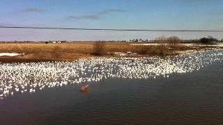 Snow geese in ontario canada