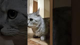 Рыбалка -это спорт или искусство? #анекдоты #анекдот #cat #видосыоткота #юмор #веселыекоты #кот