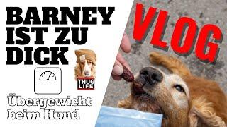 Übergewicht beim Hund - zu Besuch bei Dr. Julia Fritz von Napfcheck