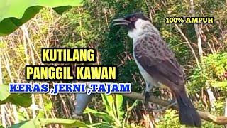 Suara pikat kutilang ampuh 100%bikin kutilang liar emosi durasi panjang | cocok Panggilan & Masteran