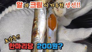 이렇게 꽉찬 생선이 마리당 200원?? 너무 황홀한 맛!! 꼭 드세요!!