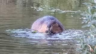 The Beaver (Dan Wagner Presents)