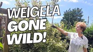 How and when to prune back your Weigela