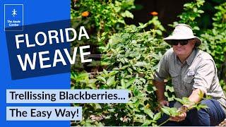 How to Trellis Blackberries With a Florida Weave