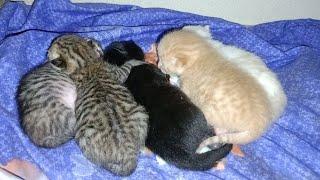 Abandoned Cat Finds a Safe Haven and Gives Birth to Kittens in Our Room 