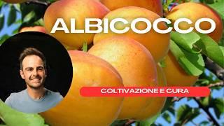 Albicocco: guida alla coltivazione e cura