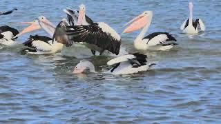 Australia’s Birdlife Moreton Bay #wildbirds #nature #wildlife.