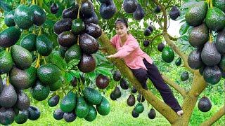 LÝ TRIỆU CA: Avocado Lovers Rejoice! From Orchard to Plate in NO TIME!