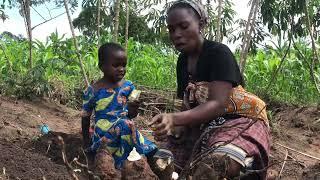 Typical African village life,uprooted a huge big cassava